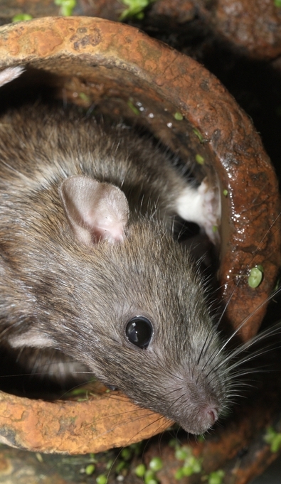 Rodents