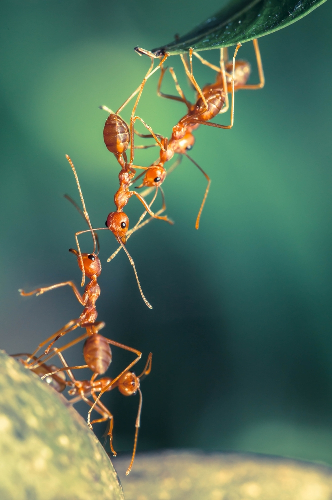 Ants