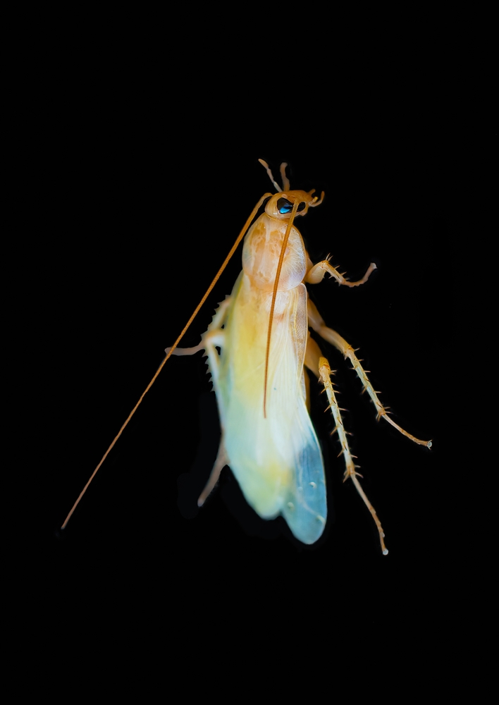 Cockroaches