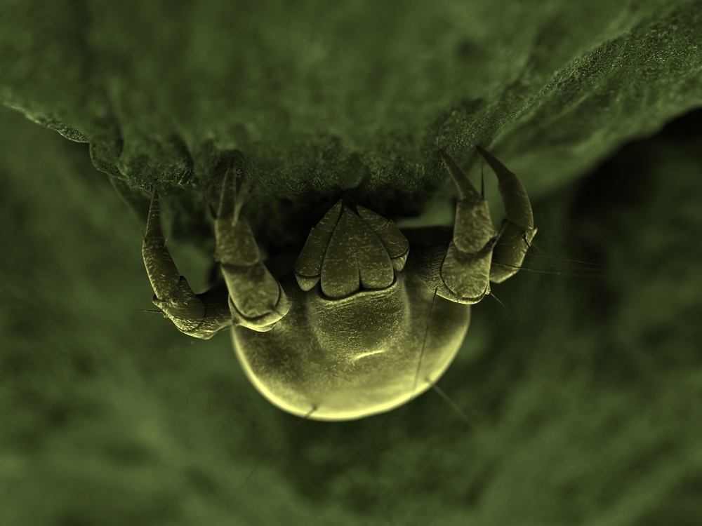 Zero Pest-Bed BugsControl-in-Dubai